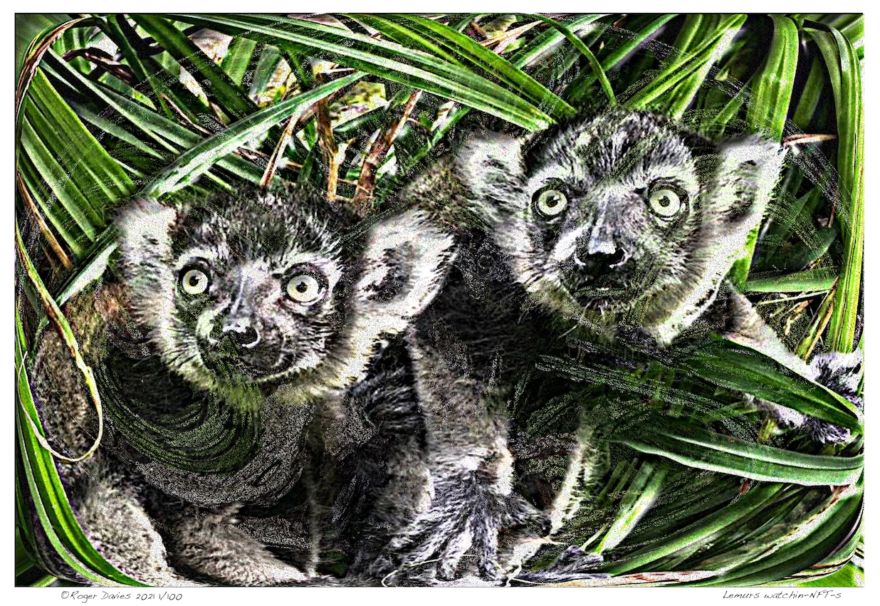 Lemurs watchin-NFT-s