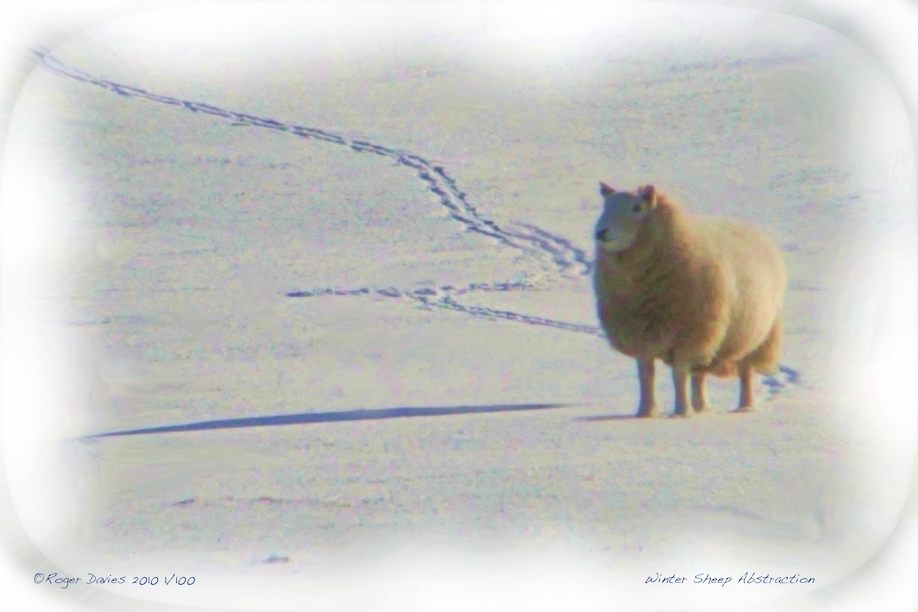 Winter Sheep Abstraction