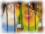 Balinese Jail Birds